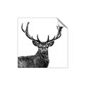 Picture of James, the Stag  _GroupedProduct_Square_Photography _GroupedProduct_Square_Unframed_Print_Only_