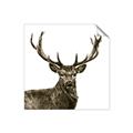 Picture of James, the Stag  _GroupedProduct_Square_Photography _GroupedProduct_Square_Unframed_Print_Only_