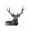 Picture of James, the Stag  _GroupedProduct_Square_Photography _GroupedProduct_Square_Unframed_Print_Only_