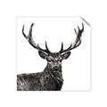 Picture of James, the Stag  _GroupedProduct_Square_Photography _GroupedProduct_Square_Unframed_Print_Only_