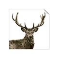 Picture of James, the Stag  _GroupedProduct_Square_Photography _GroupedProduct_Square_Unframed_Print_Only_