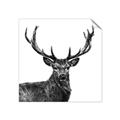 Picture of James, the Stag  _GroupedProduct_Square_Photography _GroupedProduct_Square_Unframed_Print_Only_
