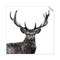 Picture of James, the Stag  _GroupedProduct_Square_Photography _GroupedProduct_Square_Unframed_Print_Only_