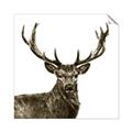 Picture of James, the Stag  _GroupedProduct_Square_Photography _GroupedProduct_Square_Unframed_Print_Only_