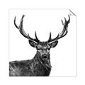 Picture of James, the Stag  _GroupedProduct_Square_Photography _GroupedProduct_Square_Unframed_Print_Only_