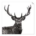 Picture of James, the Stag  _GroupedProduct_Square_Photography _GroupedProduct_Square_Unframed_Print_Only_