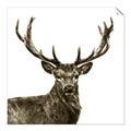Picture of James, the Stag  _GroupedProduct_Square_Photography _GroupedProduct_Square_Unframed_Print_Only_