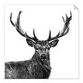 Picture of James, the Stag  _GroupedProduct_Square_Photography _GroupedProduct_Square_Unframed_Print_Only_