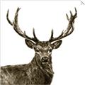 Picture of James, the Stag  _GroupedProduct_Square_Photography _GroupedProduct_Square_Unframed_Print_Only_