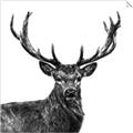 Picture of James, the Stag  _GroupedProduct_Square_Photography _GroupedProduct_Square_Unframed_Print_Only_