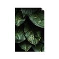 Picture of Jungle Leaves  _GroupedProduct_Rectangle_Portrait_Photography _GroupedProduct_Rectangle_Portrait_Unframed_Print_Only_