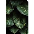 Picture of Jungle Leaves  _GroupedProduct_Rectangle_Portrait_Photography _GroupedProduct_Rectangle_Portrait_Unframed_Print_Only_