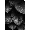 Picture of Jungle Leaves  _GroupedProduct_Rectangle_Portrait_Photography _GroupedProduct_Rectangle_Portrait_Unframed_Print_Only_