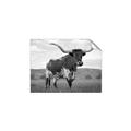 Picture of Life of a Bull _GroupedProduct_Rectangle_Landscape_Photography _GroupedProduct_Rectangle_Landscape_Unframed_Print_Only_