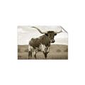 Picture of Life of a Bull _GroupedProduct_Rectangle_Landscape_Photography _GroupedProduct_Rectangle_Landscape_Unframed_Print_Only_