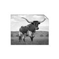 Picture of Life of a Bull _GroupedProduct_Rectangle_Landscape_Photography _GroupedProduct_Rectangle_Landscape_Unframed_Print_Only_