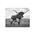 Picture of Life of a Bull _GroupedProduct_Rectangle_Landscape_Photography _GroupedProduct_Rectangle_Landscape_Unframed_Print_Only_