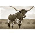Picture of Life of a Bull _GroupedProduct_Rectangle_Landscape_Photography _GroupedProduct_Rectangle_Landscape_Unframed_Print_Only_