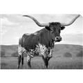 Picture of Life of a Bull _GroupedProduct_Rectangle_Landscape_Photography _GroupedProduct_Rectangle_Landscape_Unframed_Print_Only_