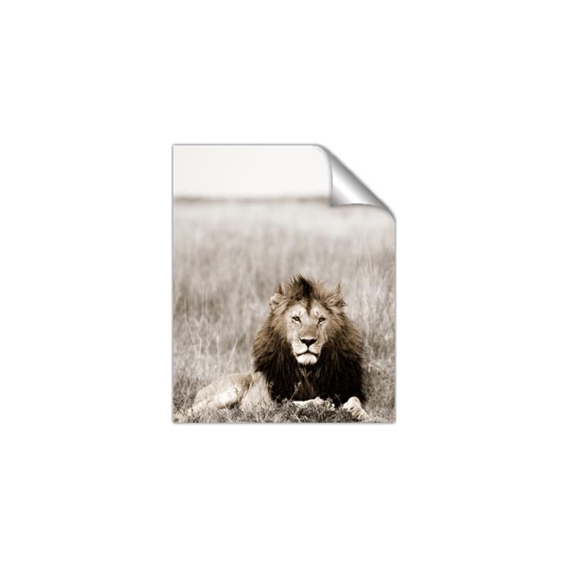 Picture of Lion Stare _GroupedProduct_Rectangle_Portrait_Photography _GroupedProduct_Rectangle_Portrait_Unframed_Print_Only_