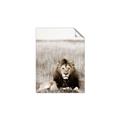 Picture of Lion Stare _GroupedProduct_Rectangle_Portrait_Photography _GroupedProduct_Rectangle_Portrait_Unframed_Print_Only_