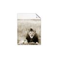 Picture of Lion Stare _GroupedProduct_Rectangle_Portrait_Photography _GroupedProduct_Rectangle_Portrait_Unframed_Print_Only_