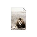 Picture of Lion Stare _GroupedProduct_Rectangle_Portrait_Photography _GroupedProduct_Rectangle_Portrait_Unframed_Print_Only_