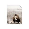 Picture of Lion Stare _GroupedProduct_Rectangle_Portrait_Photography _GroupedProduct_Rectangle_Portrait_Unframed_Print_Only_