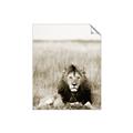 Picture of Lion Stare _GroupedProduct_Rectangle_Portrait_Photography _GroupedProduct_Rectangle_Portrait_Unframed_Print_Only_