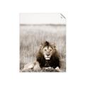 Picture of Lion Stare _GroupedProduct_Rectangle_Portrait_Photography _GroupedProduct_Rectangle_Portrait_Unframed_Print_Only_