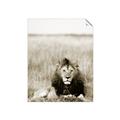 Picture of Lion Stare _GroupedProduct_Rectangle_Portrait_Photography _GroupedProduct_Rectangle_Portrait_Unframed_Print_Only_