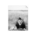 Picture of Lion Stare _GroupedProduct_Rectangle_Portrait_Photography _GroupedProduct_Rectangle_Portrait_Unframed_Print_Only_