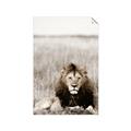 Picture of Lion Stare _GroupedProduct_Rectangle_Portrait_Photography _GroupedProduct_Rectangle_Portrait_Unframed_Print_Only_