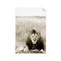 Picture of Lion Stare _GroupedProduct_Rectangle_Portrait_Photography _GroupedProduct_Rectangle_Portrait_Unframed_Print_Only_