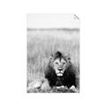 Picture of Lion Stare _GroupedProduct_Rectangle_Portrait_Photography _GroupedProduct_Rectangle_Portrait_Unframed_Print_Only_