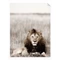Picture of Lion Stare _GroupedProduct_Rectangle_Portrait_Photography _GroupedProduct_Rectangle_Portrait_Unframed_Print_Only_