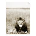 Picture of Lion Stare _GroupedProduct_Rectangle_Portrait_Photography _GroupedProduct_Rectangle_Portrait_Unframed_Print_Only_