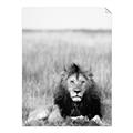 Picture of Lion Stare _GroupedProduct_Rectangle_Portrait_Photography _GroupedProduct_Rectangle_Portrait_Unframed_Print_Only_