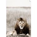 Picture of Lion Stare _GroupedProduct_Rectangle_Portrait_Photography _GroupedProduct_Rectangle_Portrait_Unframed_Print_Only_