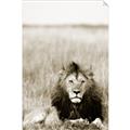 Picture of Lion Stare _GroupedProduct_Rectangle_Portrait_Photography _GroupedProduct_Rectangle_Portrait_Unframed_Print_Only_