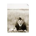 Picture of Lion Stare _GroupedProduct_Rectangle_Portrait_Photography _GroupedProduct_Rectangle_Portrait_Unframed_Print_Only_