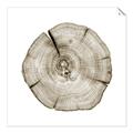 Picture of Logging In _GroupedProduct_Square_Photography _GroupedProduct_Square_Unframed_Print_Only_