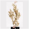 Picture of Dried Eucalyptus   _GroupedProduct_Rectangle_Portrait_Photography _GroupedProduct_Rectangle_Portrait_Canvas_