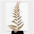 Picture of Dried Fern Leaf  _GroupedProduct_Rectangle_Portrait_Photography _GroupedProduct_Rectangle_Portrait_Canvas_