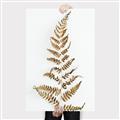 Picture of Dried Fern Leaf  _GroupedProduct_Rectangle_Portrait_Photography _GroupedProduct_Rectangle_Portrait_Canvas_
