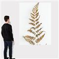 Picture of Dried Fern Leaf  _GroupedProduct_Rectangle_Portrait_Photography _GroupedProduct_Rectangle_Portrait_Canvas_