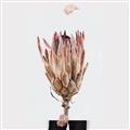 Picture of Dried Flower II _GroupedProduct_Rectangle_Portrait_Photography _GroupedProduct_Rectangle_Portrait_Canvas_