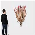 Picture of Dried Flower II _GroupedProduct_Rectangle_Portrait_Photography _GroupedProduct_Rectangle_Portrait_Canvas_