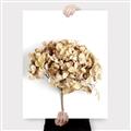 Picture of Dried Hydrangea _GroupedProduct_Rectangle_Portrait_Photography _GroupedProduct_Rectangle_Portrait_Canvas_