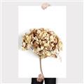 Picture of Dried Hydrangea _GroupedProduct_Rectangle_Portrait_Photography _GroupedProduct_Rectangle_Portrait_Canvas_